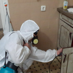 Дезинфекция от муравьев в квартире в Бугуруслане